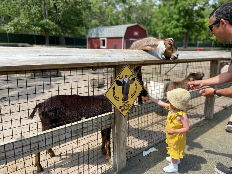 things to do in south jersey cape may zoo nj mom